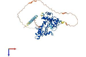 CHST8 Protein (AA 1-417) (His tag)