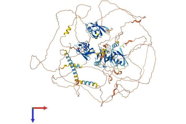 PARD3B Protein (AA 1-1203) (His tag)