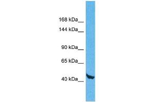Host: Rabbit Target Name: WDR59 Sample Type: 293T Whole Cell lysates Antibody Dilution: 1.