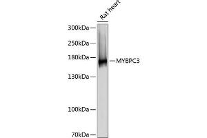 Western blot analysis of extracts of rat heart, using MYBPC3 antibody (ABIN6129601, ABIN6144221, ABIN6144222 and ABIN6215951) at 1:3000 dilution. (MYBPC3 Antikörper  (AA 200-400))