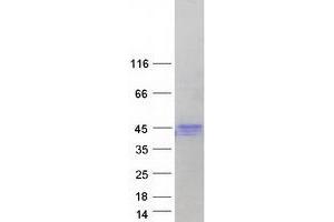 Validation with Western Blot (HFE Protein (Transcript Variant 6) (Myc-DYKDDDDK Tag))