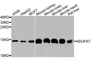 Western blot analysis of extracts of various cell lines, using NDUFA7 antibody. (NDUFA7 Antikörper  (AA 1-113))