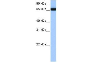 HNRPLL antibody used at 1 ug/ml to detect target protein. (HNRPLL Antikörper  (N-Term))