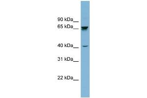 WB Suggested Anti-ACHE Antibody Titration: 0. (Acetylcholinesterase Antikörper  (Middle Region))