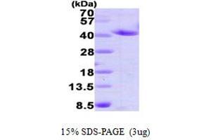 SDS-PAGE (SDS) image for Annexin A2 (ANXA2) (AA 1-339) protein (His tag) (ABIN5779522)