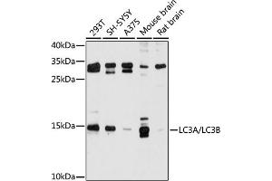 Western blot analysis of extracts of various cell lines, using LC3A/LC3B antibody (ABIN6129923, ABIN6143467, ABIN6143469 and ABIN6221253) at 1:500 dilution. (LC3B Antikörper  (AA 1-121))