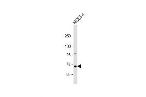 Western Blot at 1:1000 dilution + MOLT-4 whole cell lysate Lysates/proteins at 20 ug per lane. (NEIL3 Antikörper  (AA 292-320))
