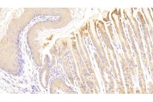 Detection of HRG in Mouse Stomach Tissue using Polyclonal Antibody to Histidine Rich Glycoprotein (HRG) (HRG Antikörper  (AA 93-328))