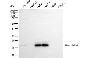 Western blotting analysis using NME4 antibody (ABIN7799613). (NME4 Antikörper)