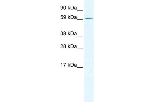 TGFB1I1 Antikörper  (Middle Region)