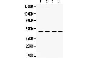 Western Blotting (WB) image for anti-Coagulation Factor II (thrombin) Receptor-Like 1 (F2RL1) (AA 349-383), (C-Term) antibody (ABIN3042381)