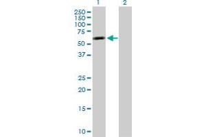 Western Blot analysis of TNS4 expression in transfected 293T cell line by TNS4 MaxPab polyclonal antibody. (Tensin 4 Antikörper  (AA 1-480))