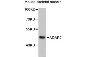 Western blot analysis of extracts of mouse skeletal muscle, using ADAP2 antibody (ABIN6292595) at 1:3000 dilution. (ADAP2 Antikörper)