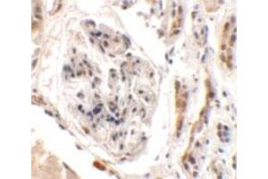 Immunohistochemical analysis of UHRF1BP1L in human kidney tissue with UHRF1BP1L polyclonal antibody  at 2.