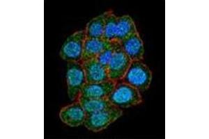 Confocal immunofluorescent analysis of ASXL1 Antibody (Center) Cat. (ASXL1 Antikörper  (AA 521-549))