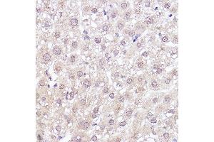 Immunohistochemistry of paraffin-embedded rat liver using MEK1 Rabbit mAb (ABIN7268633) at dilution of 1:100 (40x lens). (MEK1 Antikörper)