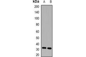 Western blot analysis of HUS1 expression in K562 (A), HEK293T (B) whole cell lysates. (HUS1 Antikörper)