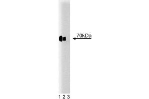 Western blot analysis of Cox-2 on lysate from mouse macrophages treated with IFNgamma and LPS. (PTGS2 Antikörper  (AA 368-604))