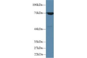 Detection of HSPA1B in Human A549 cell lysate using Polyclonal Antibody to Heat Shock 70 kDa Protein 1B (HSPA1B) (HSPA1B Antikörper  (AA 1-642))