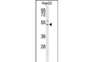 Western blot analysis of BLZF1 Antibody (Center) (ABIN653552 and ABIN2842935) in HepG2 cell line lysates (35 μg/lane). (BLZF1 Antikörper  (AA 156-184))