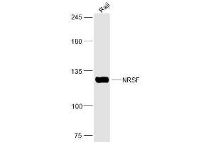 Raji lysates probed with NRSF Polyclonal Antibody, Unconjugated  at 1:300 dilution and 4˚C overnight incubation. (REST Antikörper  (AA 401-450))