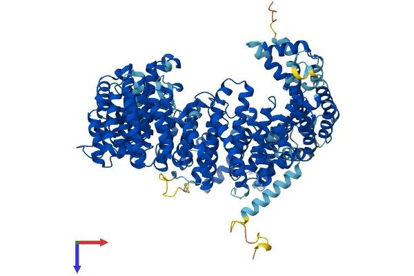 XPO1 Protein (AA 1-1071) (His tag)
