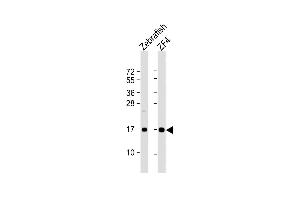 All lanes : Anti-(DANRE) ndufaf3 Antibody (N-term) at 1:8000 dilution Lane 1: Zebrafish lysate Lane 2: ZF4 whole cell lysate Lysates/proteins at 20 μg per lane. (NDUFAF3 Antikörper  (N-Term))