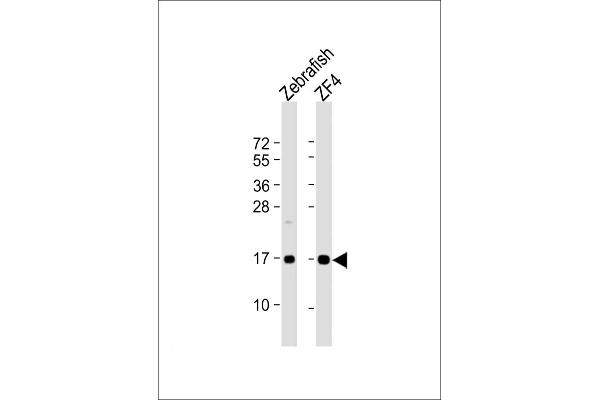NDUFAF3 Antikörper  (N-Term)