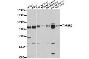 Western blot analysis of extracts of various cell lines, using TGFBR2 antibody (ABIN5970659) at 1/1000 dilution. (TGFBR2 Antikörper)