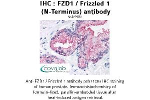 Image no. 1 for anti-Frizzled Family Receptor 1 (Fzd1) (Extracellular Domain), (N-Term) antibody (ABIN1734495) (FZD1 Antikörper  (Extracellular Domain, N-Term))