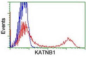 HEK293T cells transfected with either RC201852 overexpress plasmid (Red) or empty vector control plasmid (Blue) were immunostained by anti-KATNB1 antibody (ABIN2455175), and then analyzed by flow cytometry. (KATNB1 Antikörper)