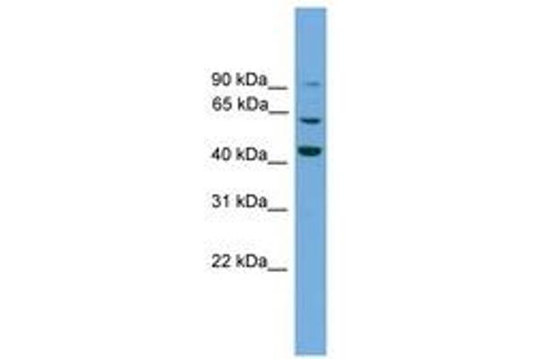 Taxilin gamma (TXLNG) (AA 51-100) Antikörper