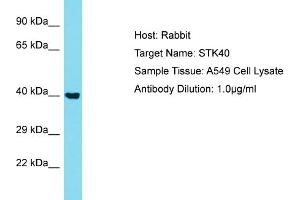 Host: Rabbit Target Name: STK40 Sample Type: A549 Whole Cell lysates Antibody Dilution: 1. (STK40 Antikörper  (N-Term))
