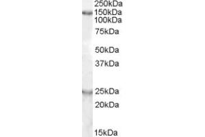 Image no. 1 for anti-KIAA0319 (KIAA0319) (Internal Region) antibody (ABIN374972) (KIAA0319 Antikörper  (Internal Region))