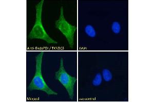 Immunofluorescence (IF) image for anti-Thioredoxin Domain Containing 5 (Endoplasmic Reticulum) (TXNDC5) (C-Term) antibody (ABIN185279)