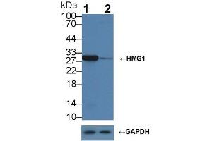Western blot analysis of (1) Wild-type HepG2 cell lysate, and (2) HMG1 knockout HepG2 cell lysate, using Rabbit Anti-Mouse HMG1 Antibody (1 µg/ml) and HRP-conjugated Goat Anti-Mouse antibody (
