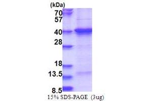 SDS-PAGE (SDS) image for THAP Domain Containing 7 (THAP7) (AA 1-309) protein (His tag) (ABIN5853752)