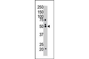 The FDFT1 polyclonal antibody  is used in Western blot to detect FDFT1 in mouse cerebellum tissue lysate . (FDFT1 Antikörper  (N-Term))