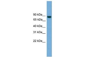 WB Suggested Anti-EXOC8 Antibody Titration: 0. (EXOC8 Antikörper  (N-Term))