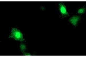 Anti-ARL11 mouse monoclonal antibody (ABIN2455271) immunofluorescent staining of COS7 cells transiently transfected by pCMV6-ENTRY ARL11 (RC203868). (ARL11 Antikörper)