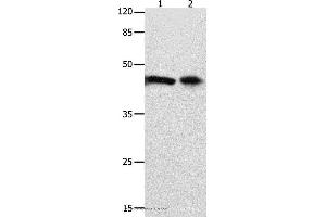 Western blot analysis of 293T cell and mouse intestinum tenue tissue  , using FOXL1  Polyclonal Antibody at dilution of 1:850 (FOXL1 Antikörper)