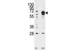 Western blot analysis of Beclin 1 antibody and 293 lysate transiently transfected with the BECN1 gene (2ug/lane). (Beclin 1 Antikörper  (AA 181-210))