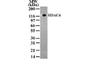 HDAC6 pAb tested by Western blot.