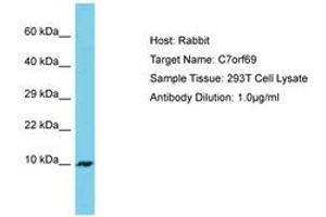 Image no. 1 for anti-Chromosome 7 Open Reading Frame 69 (C7ORF69) (AA 63-112) antibody (ABIN6750687) (C7ORF69 Antikörper  (AA 63-112))