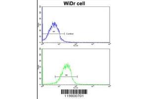 Flow cytometric analysis of MDA-231 cells using CLUAP1 antibody (bottom histogram) compared to a negative control cell (top histogram).