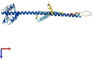 LRRC59 Protein (AA 1-307) (His tag)