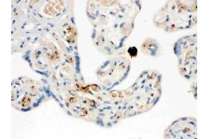 IHC analysis of NAP2 using anti-NAP2 antibody (ABIN3044533). (CXCL7 Antikörper  (AA 55-128))