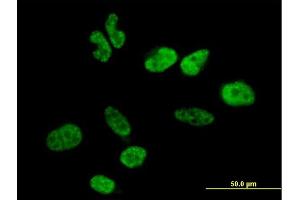 Immunofluorescence of purified MaxPab antibody to WBP11 on HeLa cell. (WBP11 Antikörper  (AA 1-641))