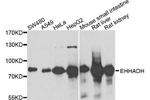 Western blot analysis of extracts of various cell lines, using EHHADH antibody (ABIN1980240) at 1:1000 dilution. (EHHADH Antikörper)