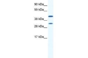 GJA1 antibody used at 0. (Connexin 43/GJA1 Antikörper  (N-Term))